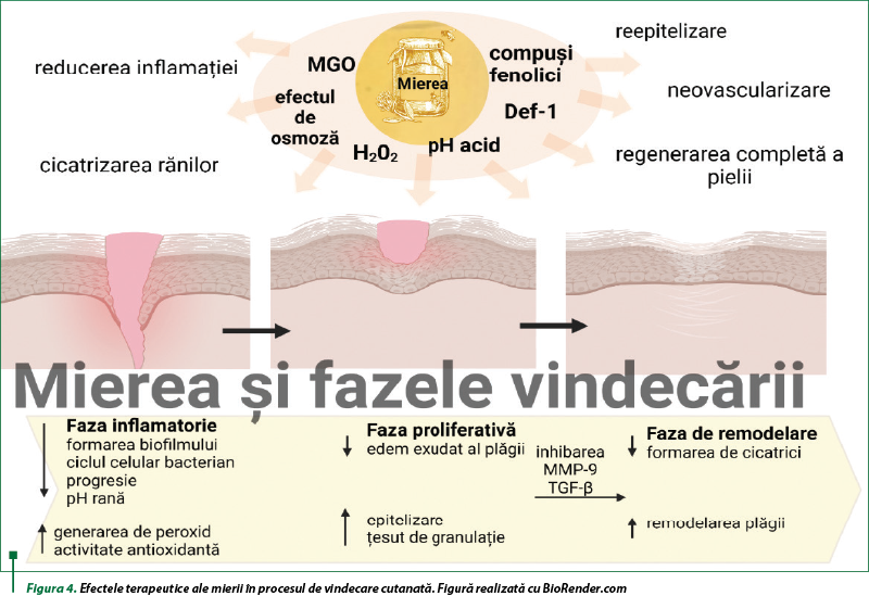 Figura 4. Efectele terapeutice ale mierii în procesul de vindecare cutanată. Figură realizată cu BioRender.com
