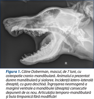 Figura 1. Câine Doberman, mascul, de 7 luni, cu osteopatie cranio-mandibulară. Animalul a prezentat durere mandibulară şi sialoree. Incidenţă latero-laterală dreaptă, cu gura deschisă. Îngroşarea neomogenă a marginii ventrale a mandibulei (dreapta) consecutiv depunerii de os nou. Articulaţia temporo-mandibulară şi bula timpanică fără modificări