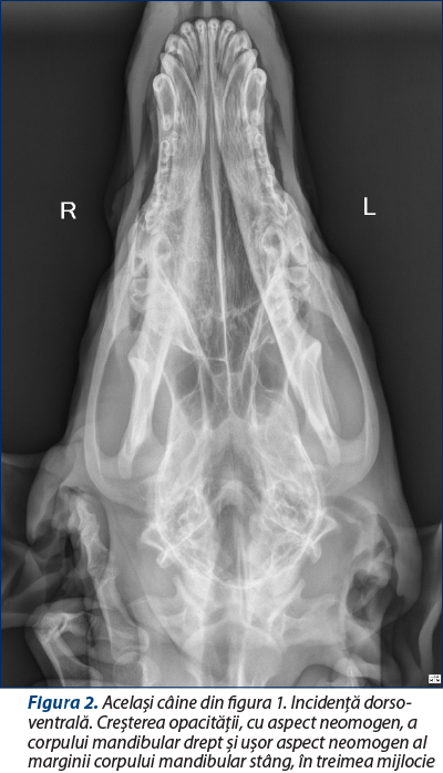Figura 2. Acelaşi câine din figura 1. Incidenţă dorso-ventrală. Creşterea opacităţii, cu aspect neomogen, a corpului mandibular drept şi uşor aspect neomogen al marginii corpului mandibular stâng, în treimea mijlocie