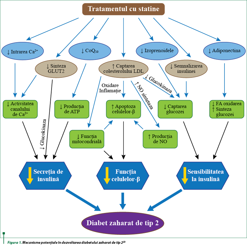 Figura 1. Mecanisme potenţiale în dezvoltarea diabetului zaharat de tip 2(2) 