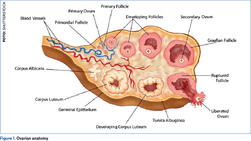 Figure 1. Ovarian anatomy