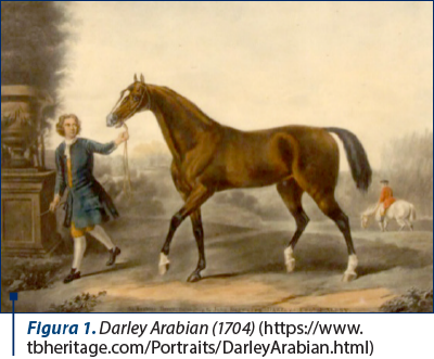 Figura 1. Darley Arabian (1704) (https://www.tbheritage.com/Portraits/DarleyArabian.html)