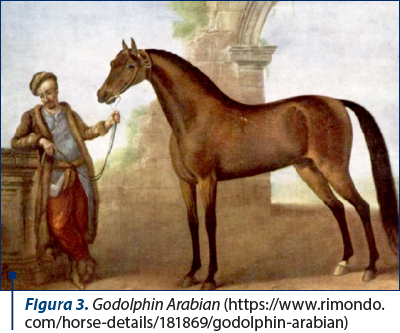 Figura 3. Godolphin Arabian (https://www.rimondo.com/horse-details/181869/godolphin-arabian)
