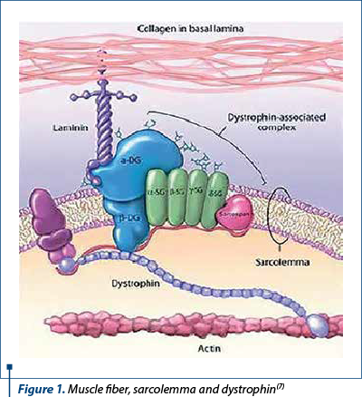 Figure 1. Muscle fiber, sarcolemma and dystrophin(7)