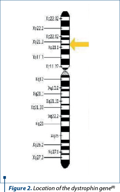 Figure 2. Location of the dystrophin gene(8)
