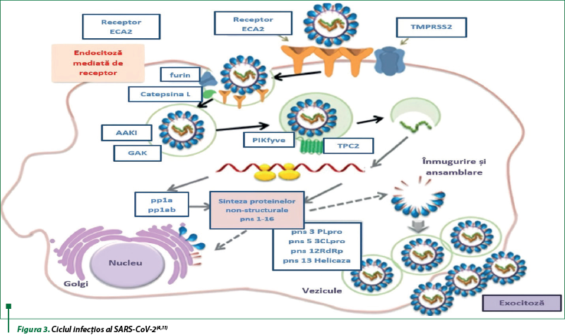 Figura 3. Ciclul infecţios al SARS-CoV-2(4,11)