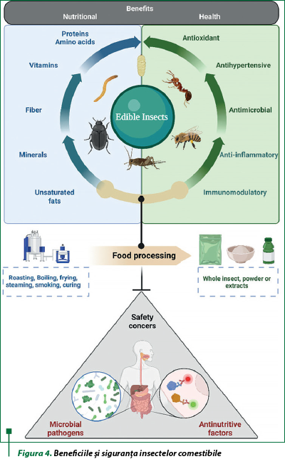 Figura 4. Beneficiile şi siguranţa insectelor comestibile(1)