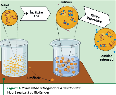 Figura 1. Procesul de retrogradare a amidonului.  Figură realizată cu BioRender