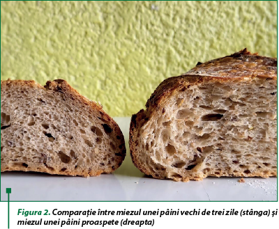 Figura 2. Comparaţie între miezul unei pâini vechi de trei zile (stânga) şi miezul unei pâini proaspete (dreapta)