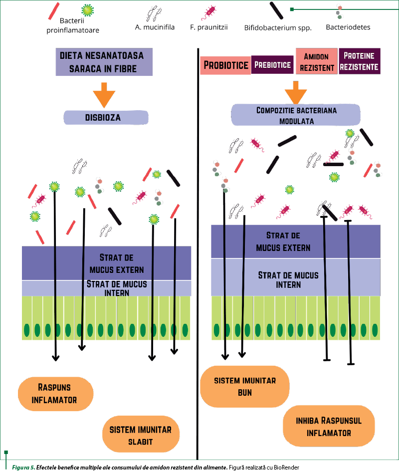 Figura 5. Efectele benefice multiple ale consumului de amidon rezistent din alimente. Figură realizată cu BioRender