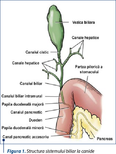 Figura 1. Structura sistemului biliar la canide