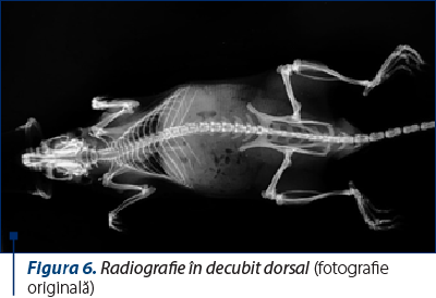 Figura 6. Radiografie în decubit dorsal (fotografie originală)