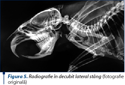 Figura 5. Radiografie în decubit lateral stâng (fotografie originală)