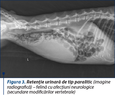 Figura 3. Retenţie urinară de tip paralitic (imagine radiografică) – felină cu afecţiuni neurologice (secundare modificărilor vertebrale)
