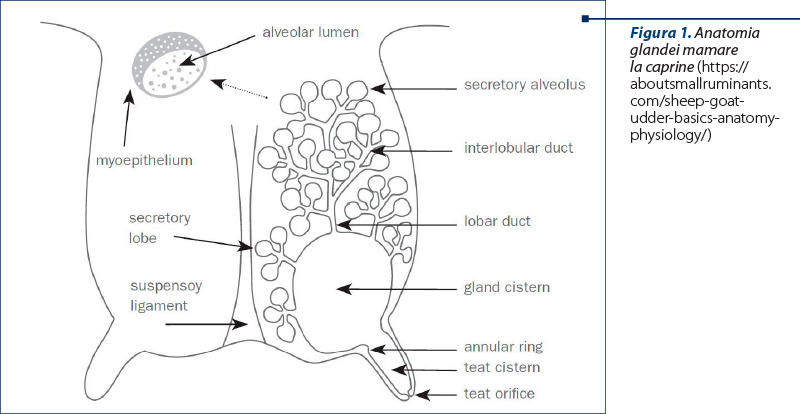 Figura 1. Anatomia glandei mamare la caprine (https://aboutsmallruminants.com/sheep-goat-udder-basics-anatomy-physiology/)