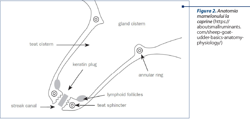 Figura 2. Anatomia mamelonului la caprine (https://aboutsmallruminants.com/sheep-goat-udder-basics-anatomy-physiology/)