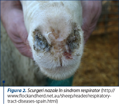 Figura 2. Scurgeri nazale în sindrom respirator (http://www.flockandherd.net.au/sheep/reader/respiratory-tract-diseases-spain.html)