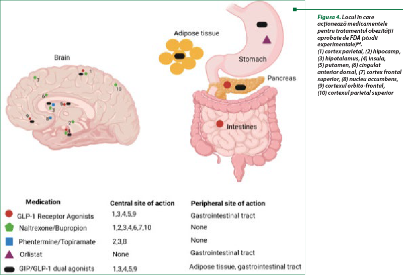 Figura 4. Locul în care acţionează medicamentele pentru tratamentul obezităţii aprobate de FDA (studii experimentale)(6).  (1) cortex parietal, (2) hipocamp,  (3) hipotalamus, (4) insula,  (5) putamen, (6) cingulat anterior dorsal, (7) cortex frontal superior, (8) nucleu accumbens, (9) cortexul orbito-frontal,  (10) cortexul parietal superior
