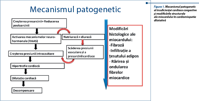Figura 1. Mecanismul patogenetic 