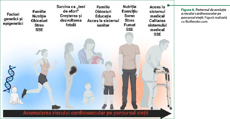 Figura 8. Patternul de evoluţie a riscului cardiovascular pe parcursul vieţii. Figură realizată cu BioRender.com