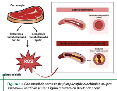 Figura 10. Consumul de carne roşie şi implicaţiile biochimice asupra sistemului cardiovascular. Figură realizată cu BioRender.com