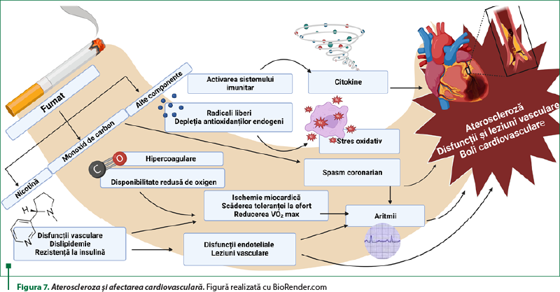Figura 7. Ateroscleroza şi afectarea cardiovasculară. Figură realizată cu BioRender.com