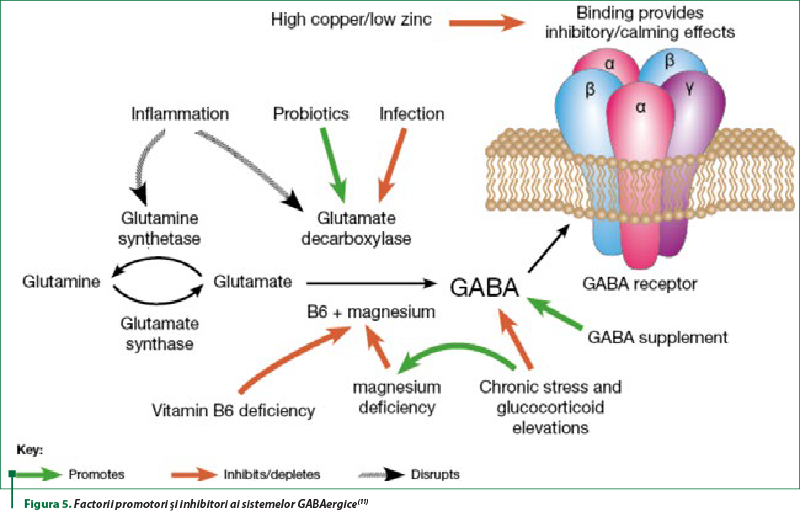 Figura 5. Factorii promotori şi inhibitori ai sistemelor GABAergice(11)