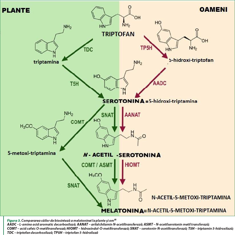 Figura 3. Compararea căilor de biosinteză a melatoninei la plante şi om(8) AADC – L-amino acid aromatic decarboxilază; AANAT – arilalchilamin N-acetiltransferază; ASMT – N-acetilserotonin metil transferază;  COMT – acid cafeic O-metiltransferază; HIOMT – hidroxindol-O-metiltransferază; SNAT – serotonin-N-acetiltransferază; T5H – triptamin 5-hidroxilază; TDC – triptofan decarboxilază; TP5H – triptofan 5-hidroilază