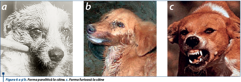 Figura 6 a şi b. Forma paralitică la câine. c. Forma furioasă la câine