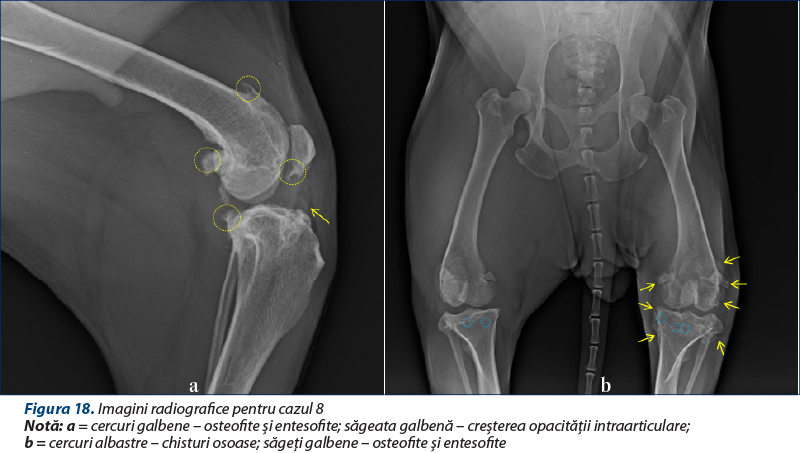 Figura 18. Imagini radiografice pentru cazul 8 Notă: a = cercuri galbene – osteofite şi entesofite; săgeata galbenă – creşterea opacităţii intraarticulare;  b = cercuri albastre – chisturi osoase; săgeţi galbene – osteofite şi entesofite