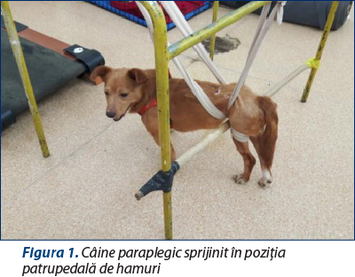 Figura 1. Câine paraplegic sprijinit în poziţia patrupedală de hamuri