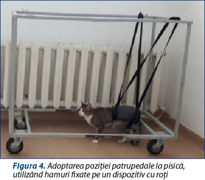Figura 4. Adoptarea poziţiei patrupedale la pisică, utilizând hamuri fixate pe un dispozitiv cu roţi