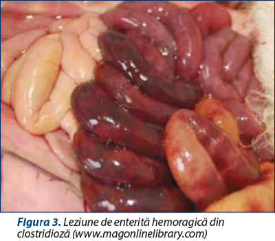 Figura 3. Leziune de enterită hemoragică din clostridioză (www.magonlinelibrary.com)