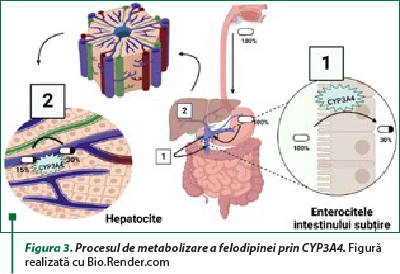 Figura 3. Procesul de metabolizare a felodipinei prin CYP3A4. Figură realizată cu Bio.Render.com