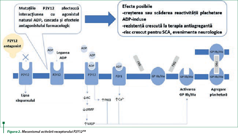 Figura 2. Mecanismul activării receptorului P2Y12(10)