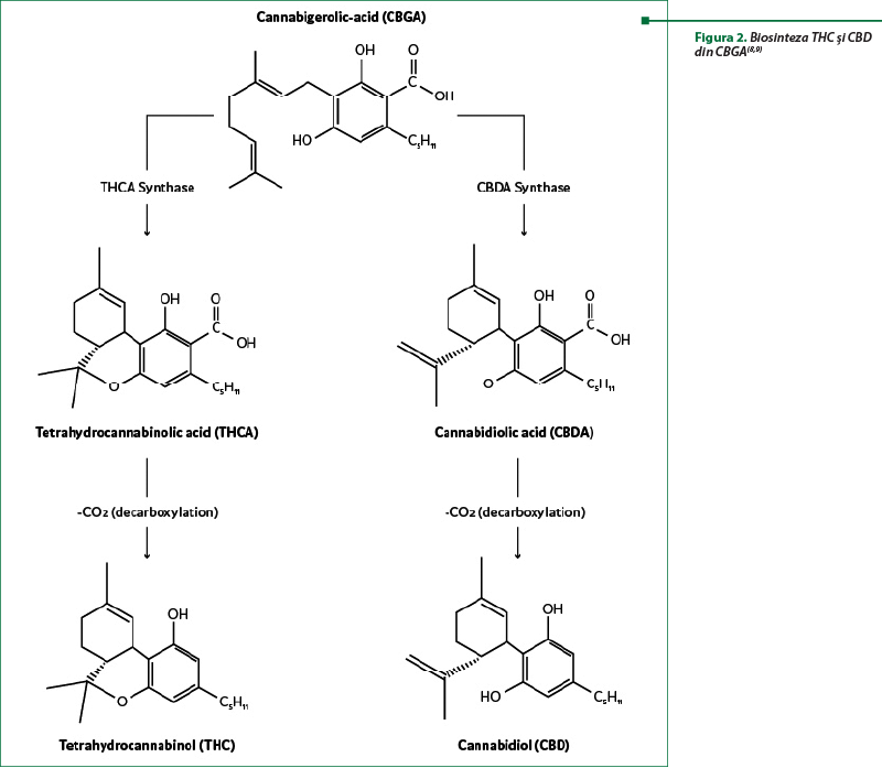 Figura 2. Biosinteza THC şi CBD din CBGA(8,9)