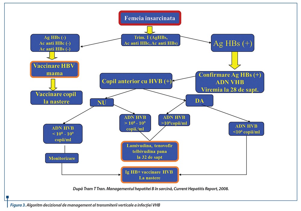 Figura 3. Algoritm decizional de management al transmiterii verticale a infecției VHB
