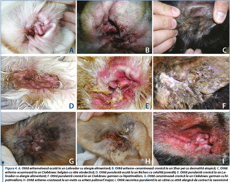 Figura 4. A. Otită eritematoasă acută la un Labrador cu alergie alimentară; B. Otită eritemo-ceruminoasă cronică la un Shar pei cu dermatită atopică; C. Otită eritemo-scuamoasă la un Ciobănesc belgian cu râie otodectică; D. Otită purulentă acută la un Bichon cu celulită juvenilă; E. Otită purulentă cronică la un La­bra­dor cu alergie alimentară; F. Otită purulentă cronică la un Ciobănesc german cu hipotiroidism. G. Otită ceruminoasă cronică la un Ciobănesc german cu hipotiroidism; H. Otită eritemo-crustoasă la un metis cu eritem polimorf major; I. Otită necrotico-purulentă la un câine cu otită alergică de contact la neomicină