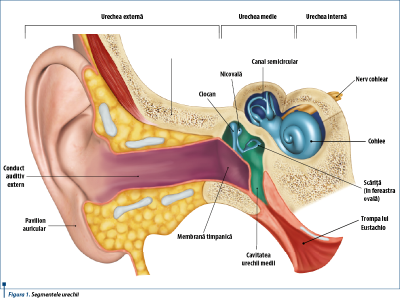 Figura 1. Segmentele urechii