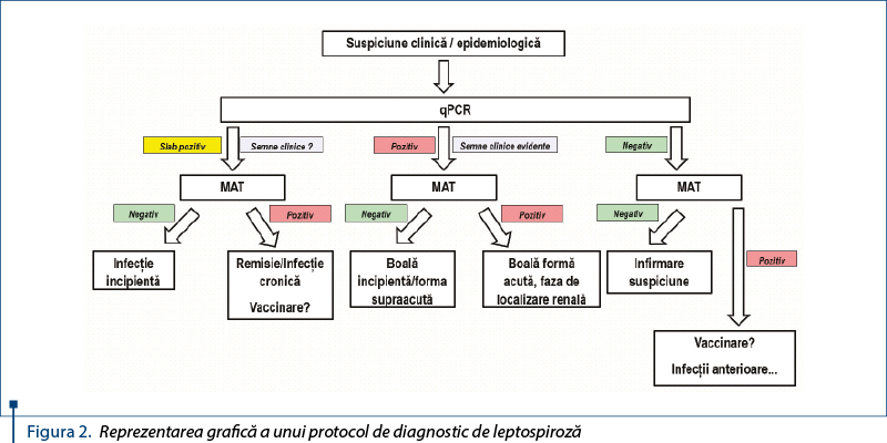Figura 2. Reprezentarea grafică a unui protocol de diagnostic de leptospiroză