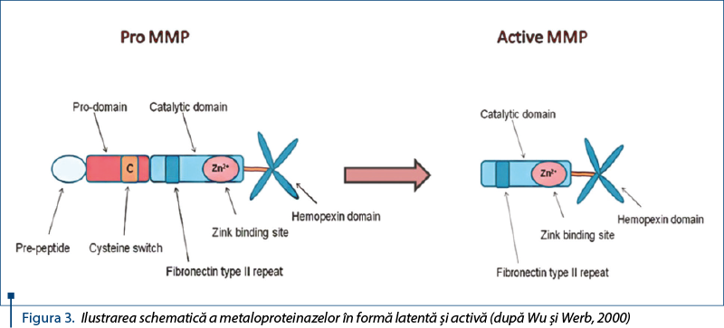 Figura 3. Ilustrarea schematică a metaloproteinazelor în formă latentă şi activă (după Wu şi Werb, 2000)