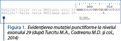 Figura 1. Evidenţierea mutaţiei punctiforme la nivelul exo­nului 29 (după Turcitu M.A., Codreanu M.D. şi col., 2014)