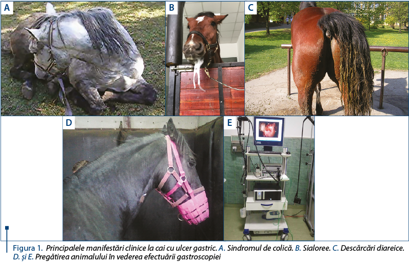 Figura 1. Figura 1. Principalele manifestări clinice la cai cu ulcer gastric. A. Sindromul de colică. B. Sialoree. C. Descărcări diareice. D. şi E. Pregătirea animalului în vederea efectuării gastroscopiei