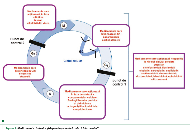 Figura 2. Medicamente citotoxice şi dependenţa lor de fazele ciclului celular(2)
