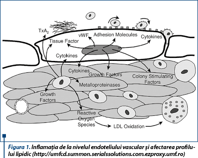 Figura 1. Inflamaţia de la nivelul endoteliului vascular şi afectarea profilului lipidic (http://umfcd.summon.serialssolutions.com.ezproxy.umf.ro)