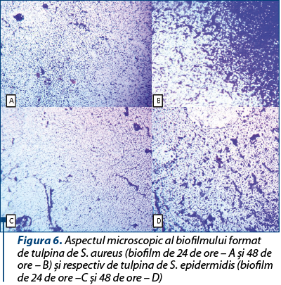 Figura 6. Aspectul microscopic al biofilmului format  de tulpina de S. aureus (biofilm de 24 de ore – A şi 48 de ore – B) şi respectiv de tulpina de S. epidermidis (biofilm de 24 de ore –C şi 48 de ore – D)