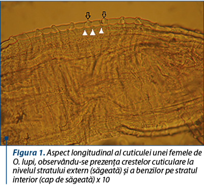 Figura 1. Aspect longitudinal al cuticulei unei femele de O. lupi, observându-se prezenţa crestelor cuticulare la nivelul stratului extern (săgeată) şi a benzilor pe stratul interior (cap de săgeată) x 10