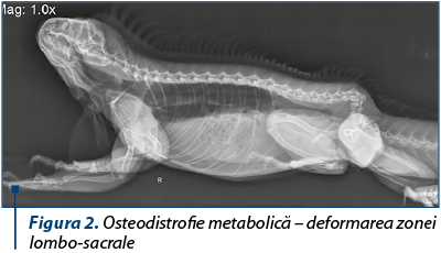 Figura 2. Osteodistrofie metabolică – deformarea zonei lombo-sacrale 