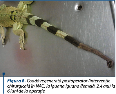 Figura 8. Coadă regenerată postoperator (intervenţie chirurgicală în NAC) la Iguana iguana (femelă, 2,4 ani) la 6 luni de la operaţie