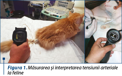 Figura 1. Măsurarea şi interpretarea tensiunii arteriale la feline